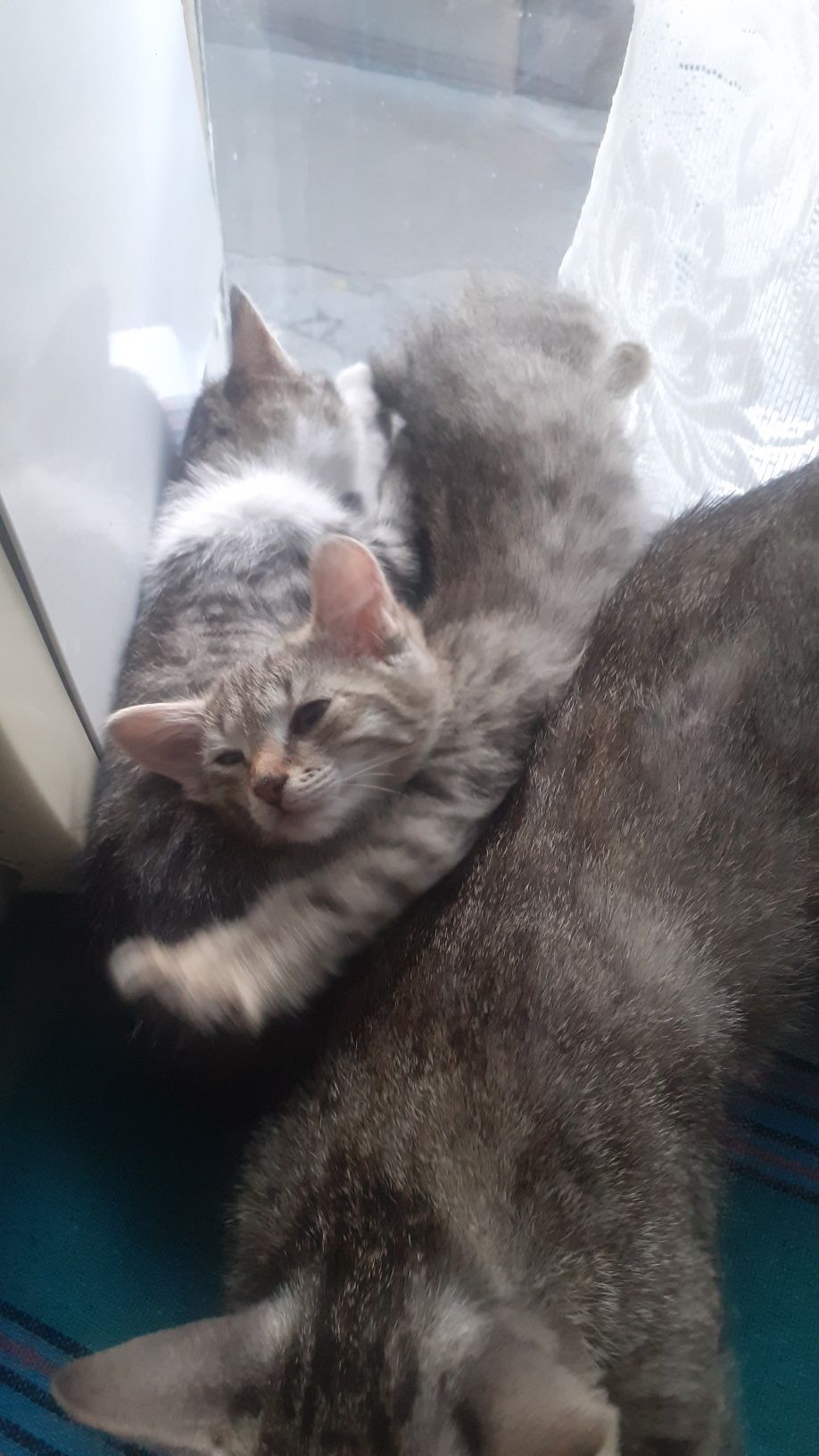 Котята девочки два с половиной месяца