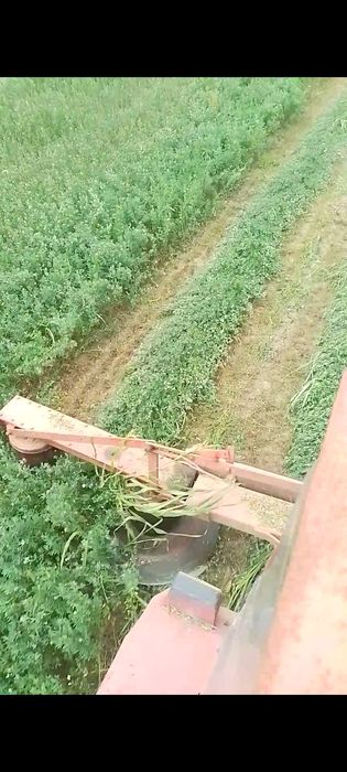 Vând 300 baloti,de lucerna!