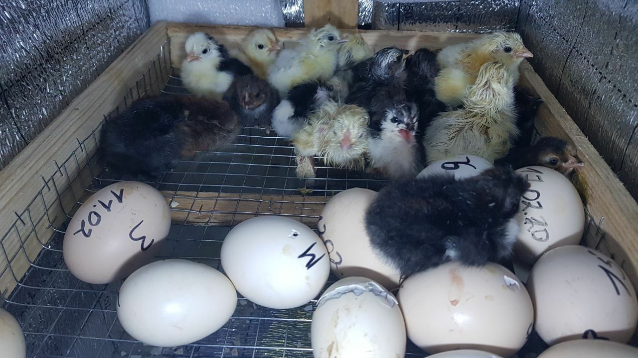 Nest   inkubator