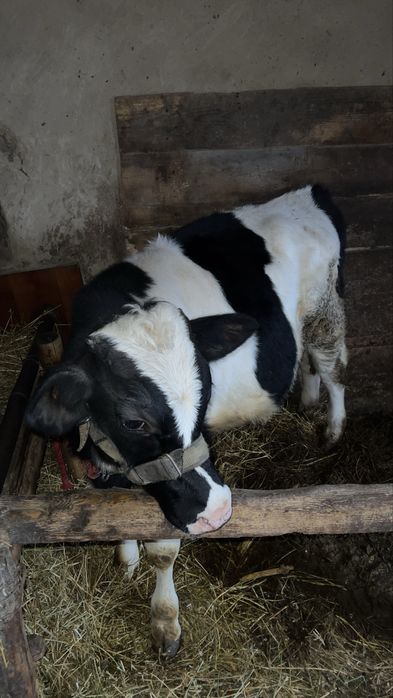 Vitel pentru carne de vanzare
