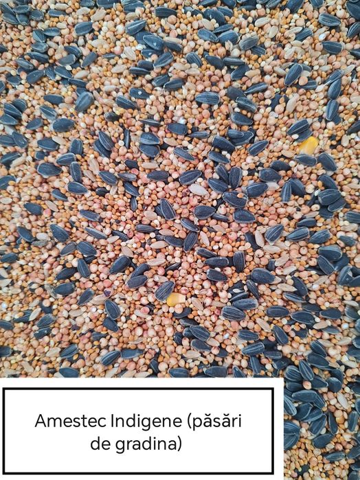 Hrana Peruși,Nimfe Canari,Exotic,Indigen,Papagali Mari