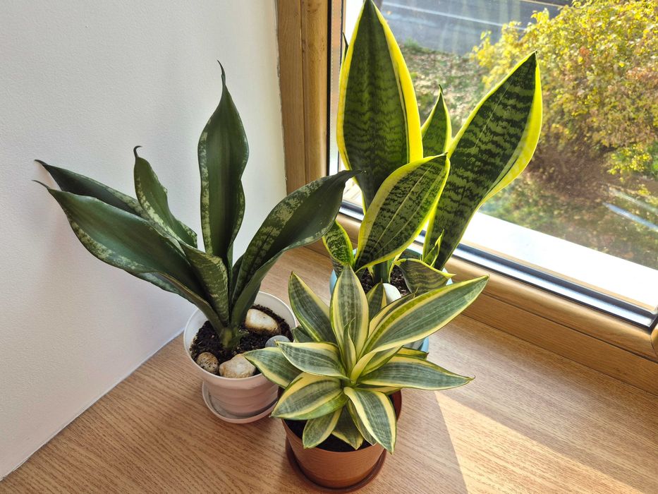 Сортовая сансевьерия Лауренти, Голден ханни  Уитни комнатные растения,