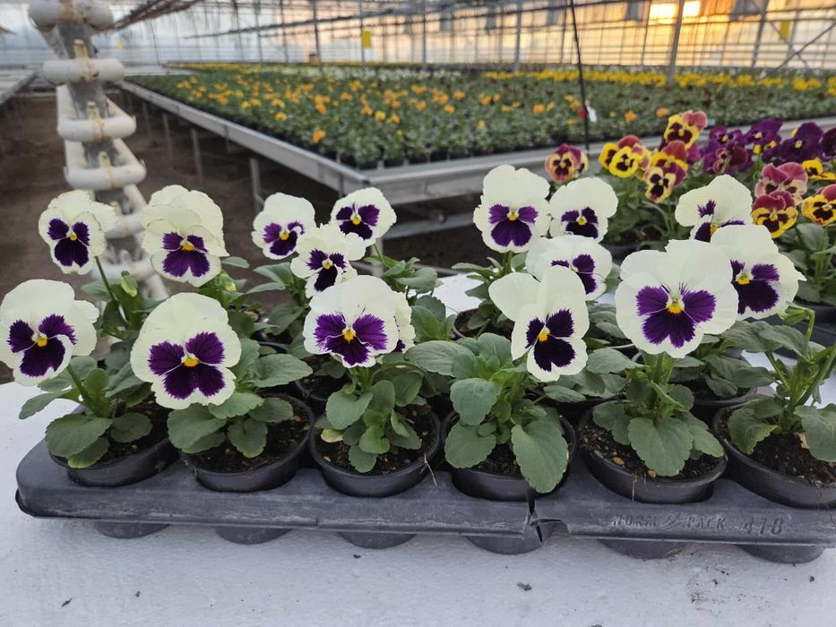 Теменужки (viola)