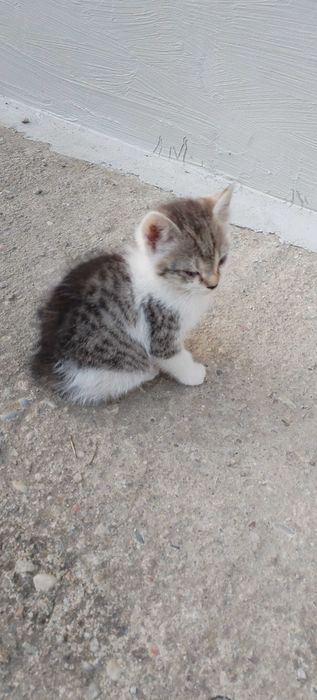 Donez pui de pisica. Pisicuta are 8 saptamani. Detalii la tel