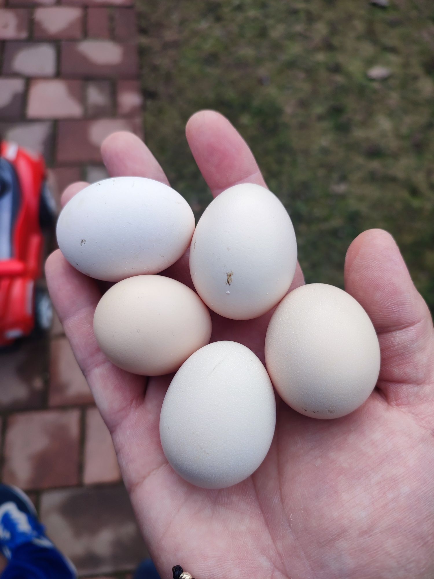 Ouă găini pitice de mncat sau incubat clocit