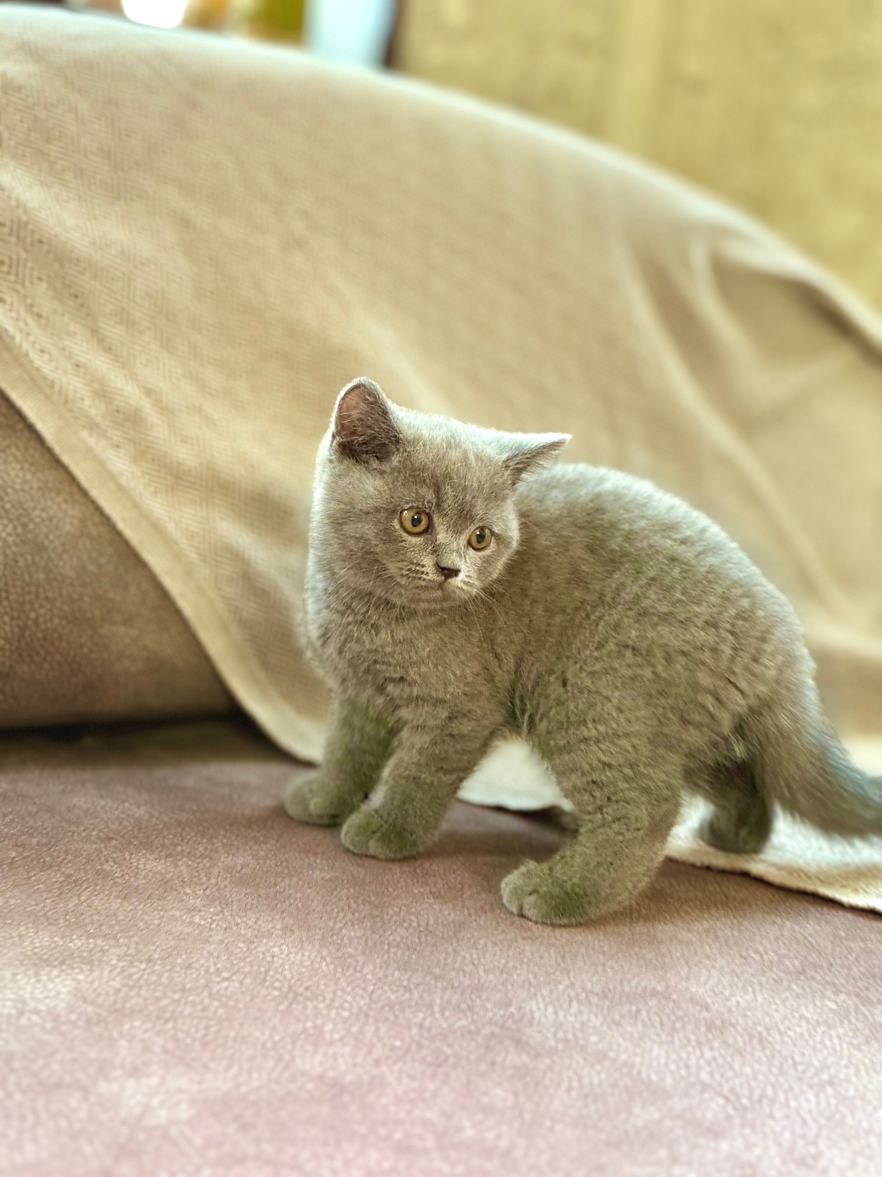 British shorthair