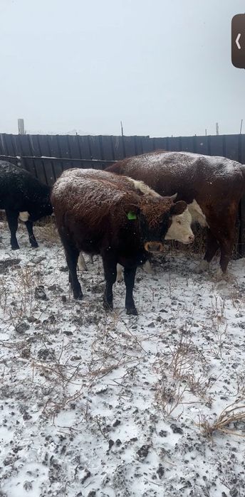 9 подсосных бычков