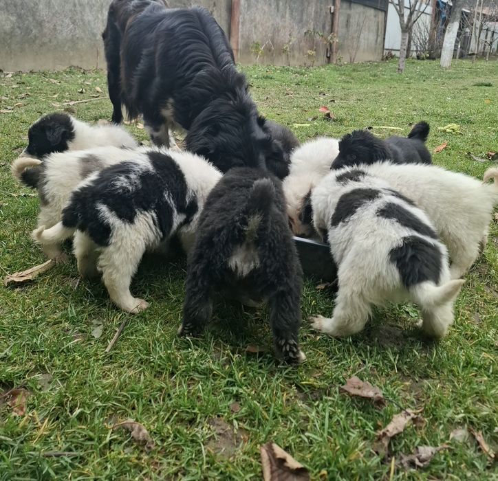 Catei metis pentru adoptie