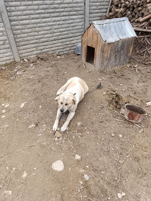 Отдам собаку по девешке