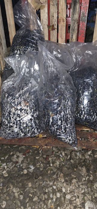 Struguri de vin Soi Moldova