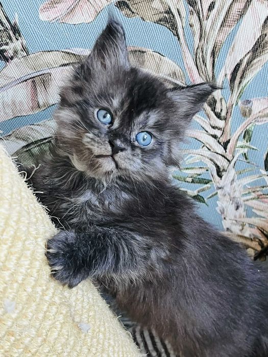 Мейн-куун котенца