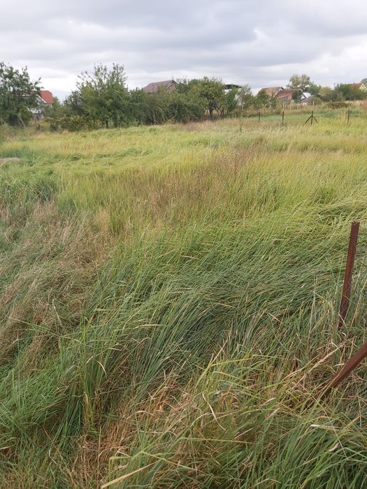 Defrisat vegetație , taiat iarba ambrozie maracini