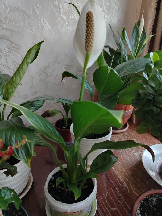 Комнатные цветы, расподажа по 1.500