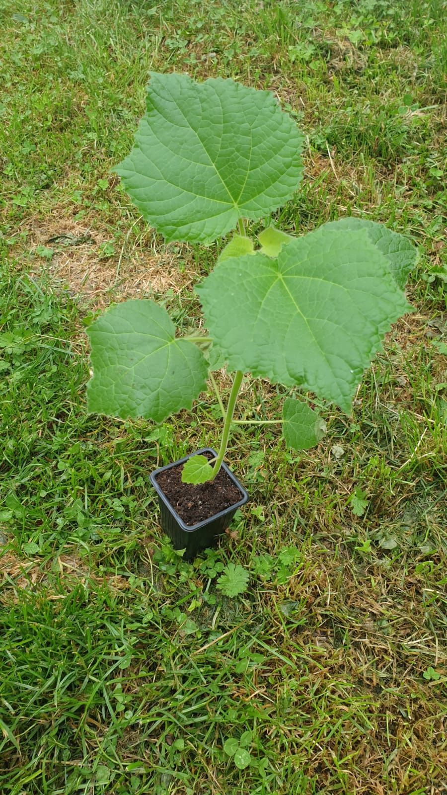 Paulownia Hibrid 9501