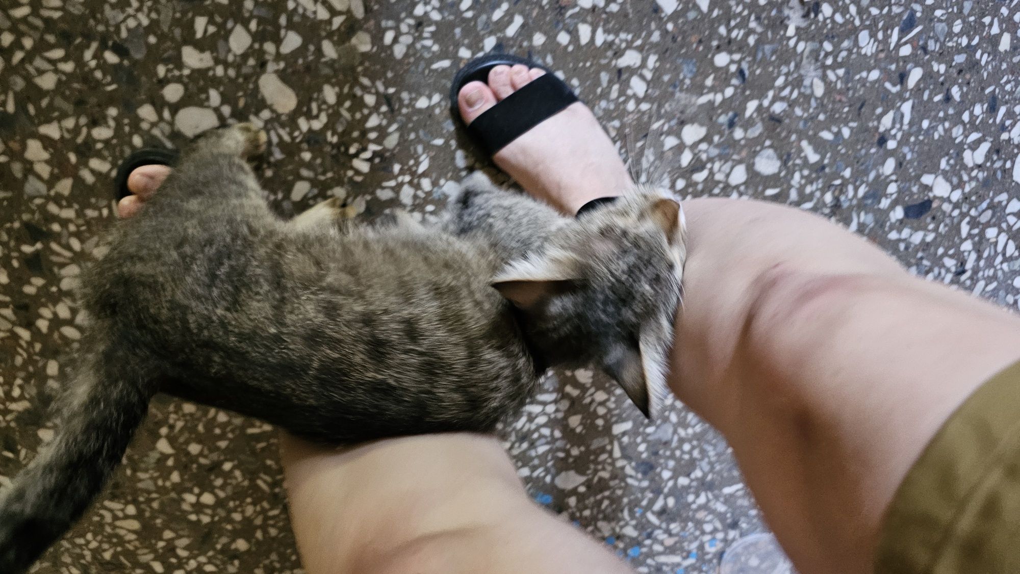 Кошка в Добрые Руки!