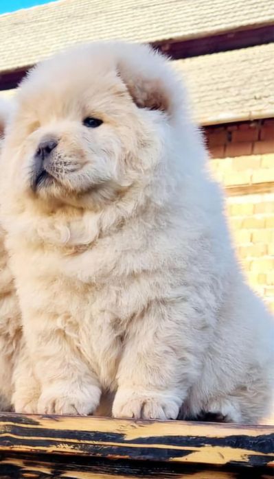 Catel ,Chow Chow cu certificat pedigre tip A vaccin