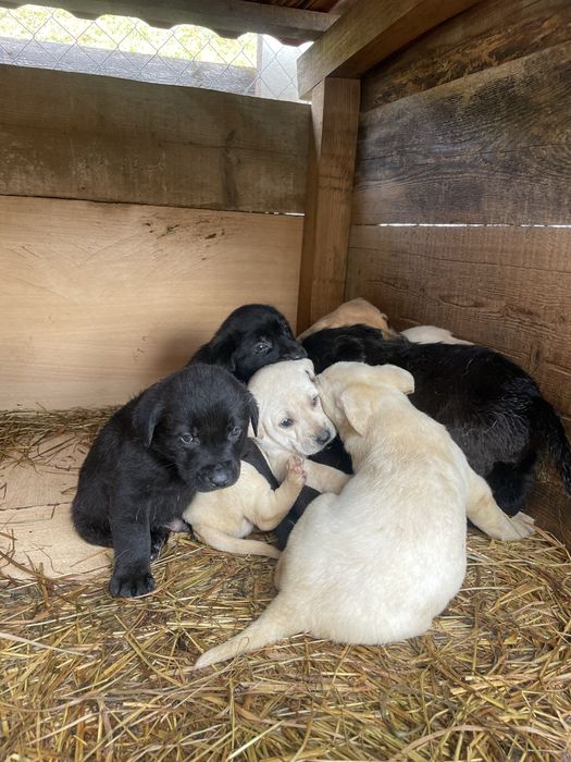 Donez puiuti, mama labrador, tata metis