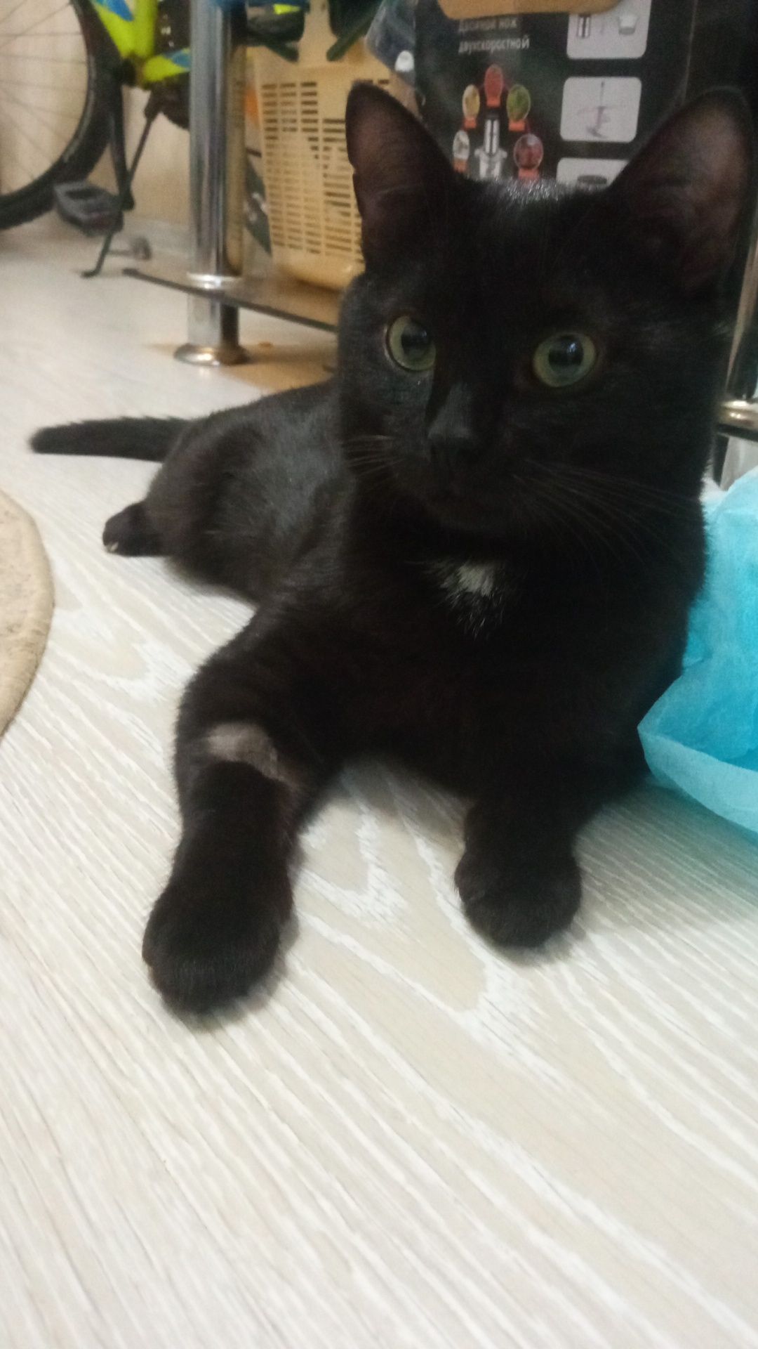 Котик потеряшка ищет своих хозяев