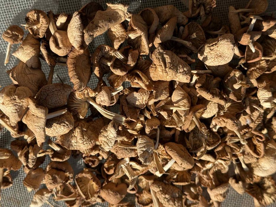 Сушени челядинки от Родопите -цели нова реколта