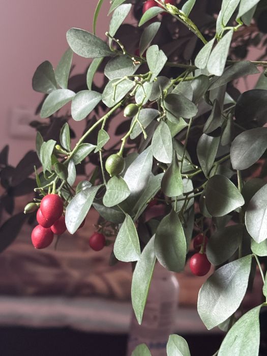 Муррайя (саженцы)