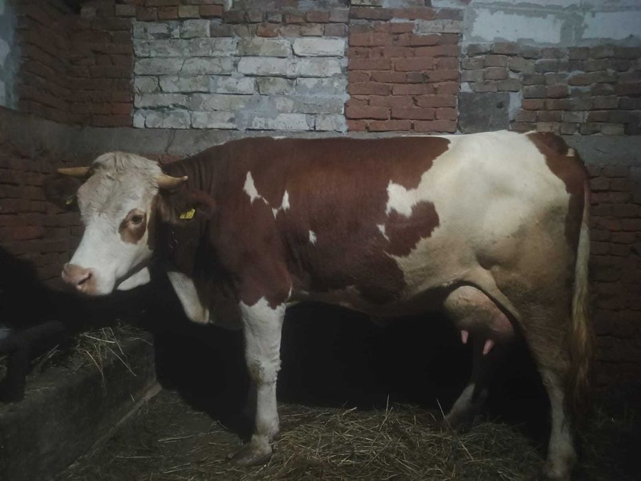 Vând jurinca de 3 ani cu 20 de litri de lapte la zi