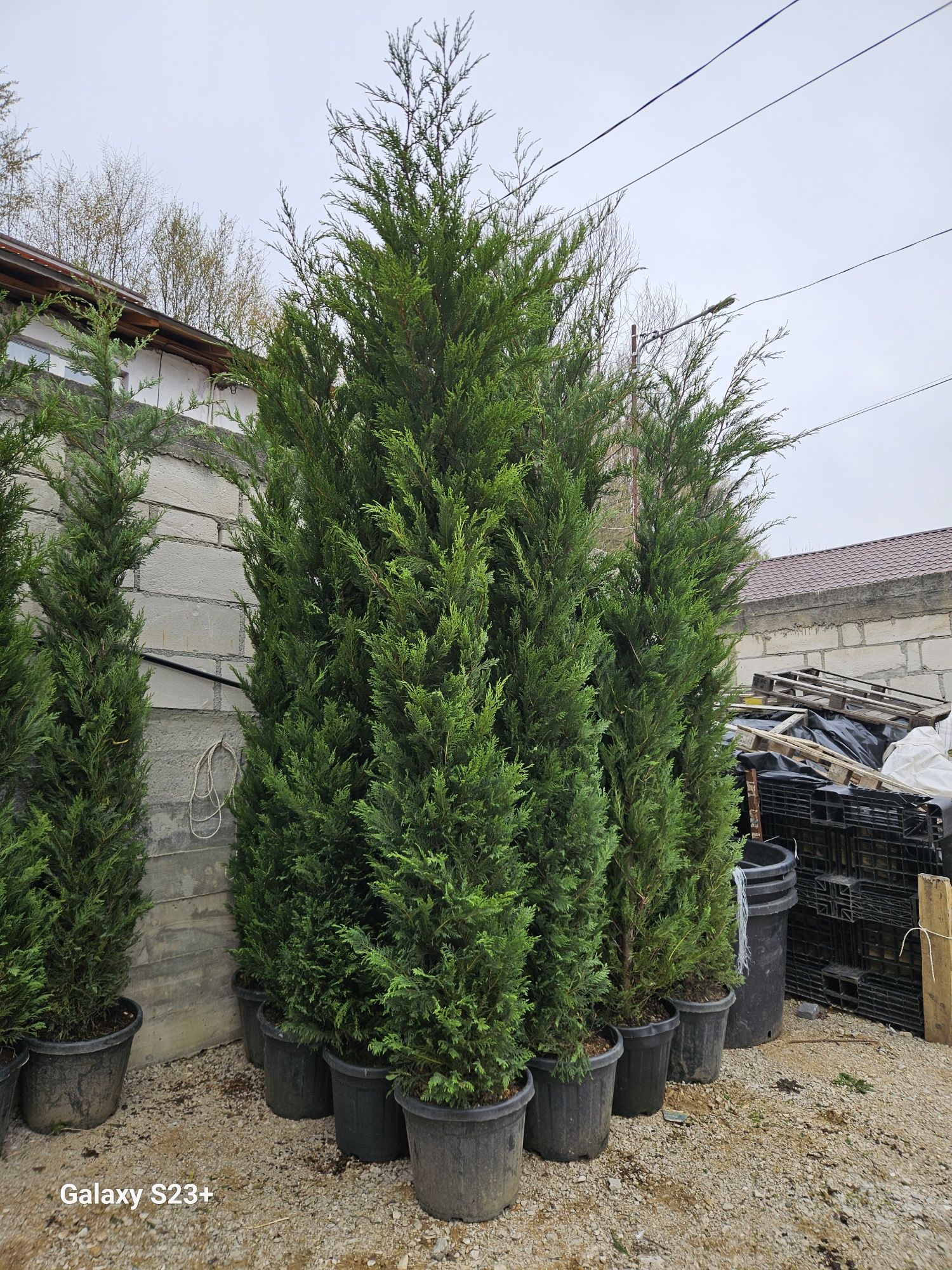 Vând leylandii 3/4m