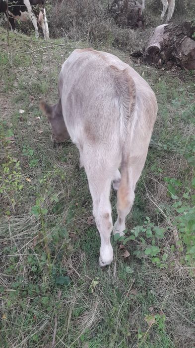 Angust de vânzare vârstă 4 luni