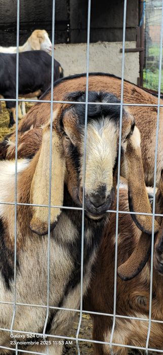 Vand 7 capre si 2 tapi