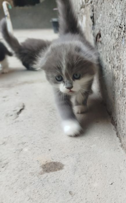 Мушук болалари Бир ярим ойлик