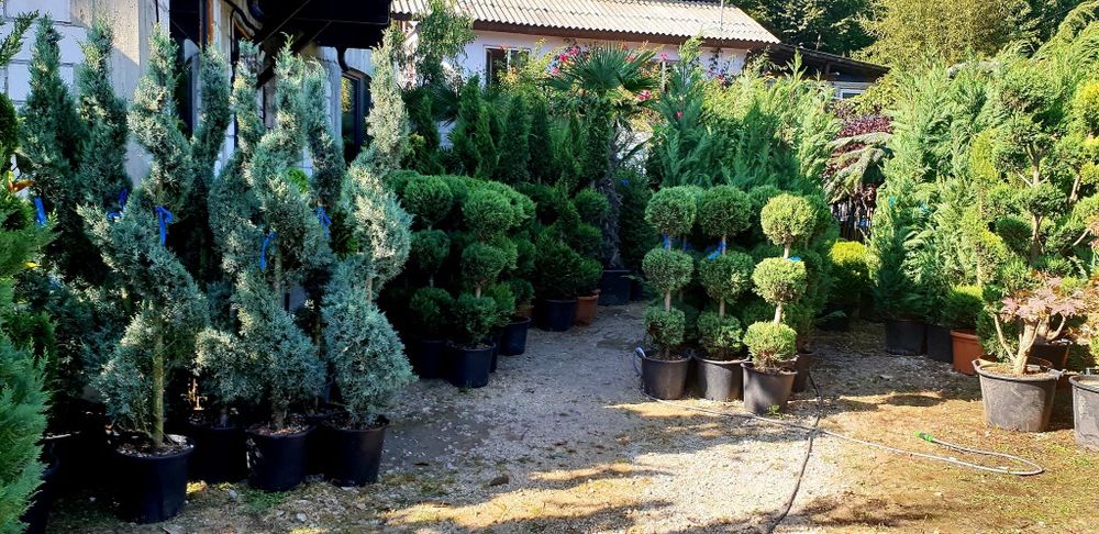 Pom pon. Spirală.din leylandy toate dimensiunile