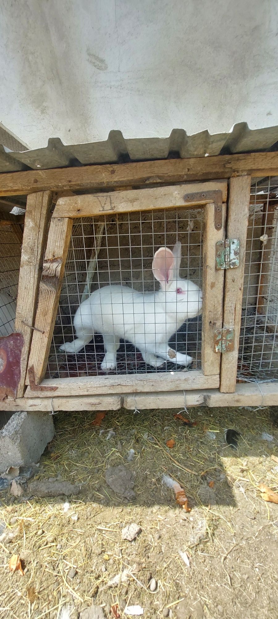 Продаётся кролики