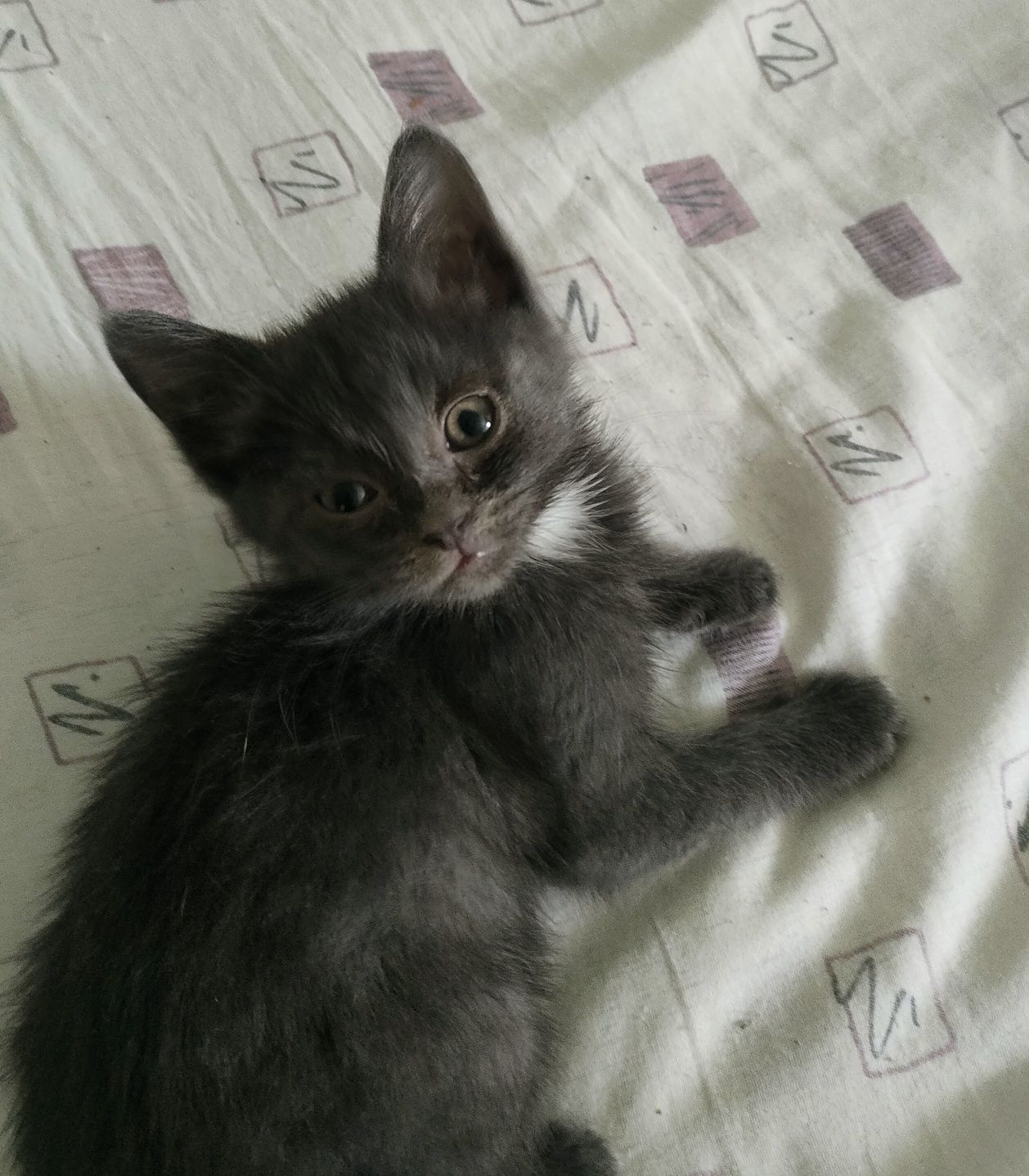 Котики в добрые руки.