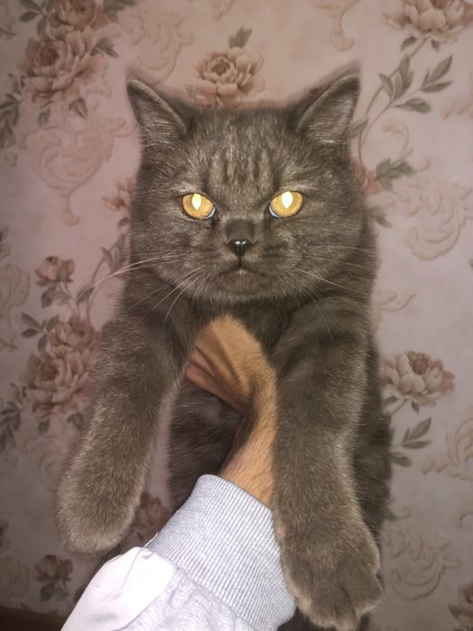 Британский мушук сотилади