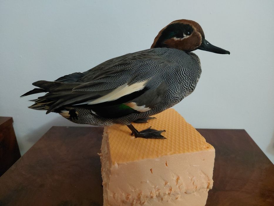 Mascul rata mica impaiat, taxidermie
