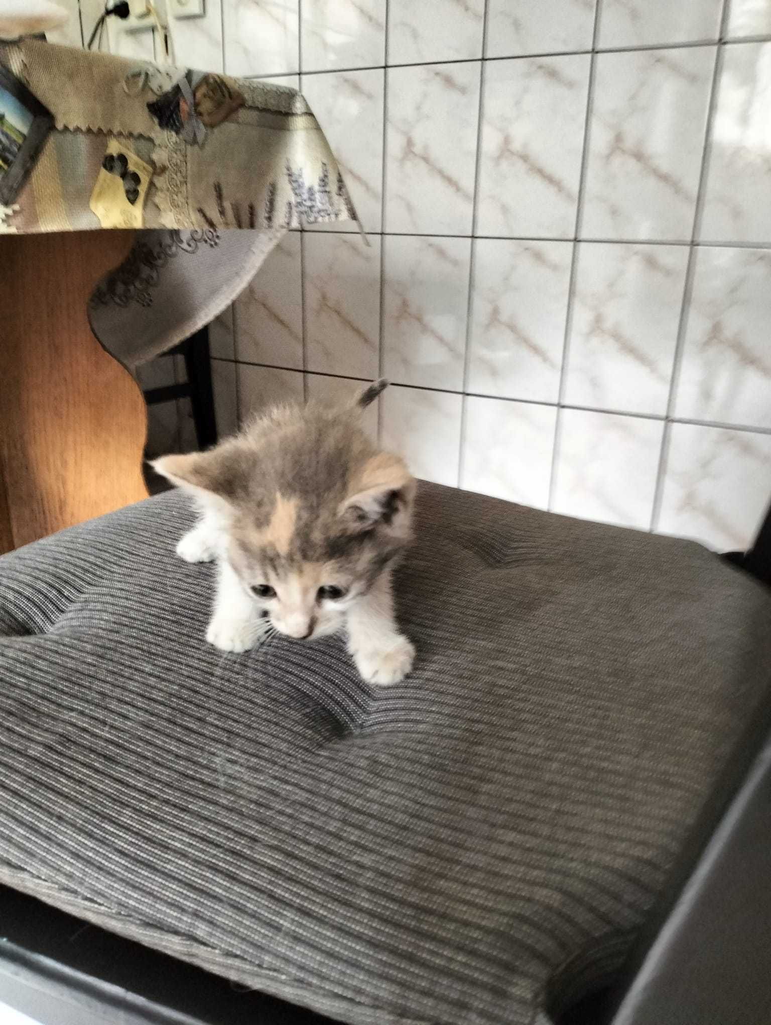 donez pui pisica 3 saptamani bucuresti sect 5