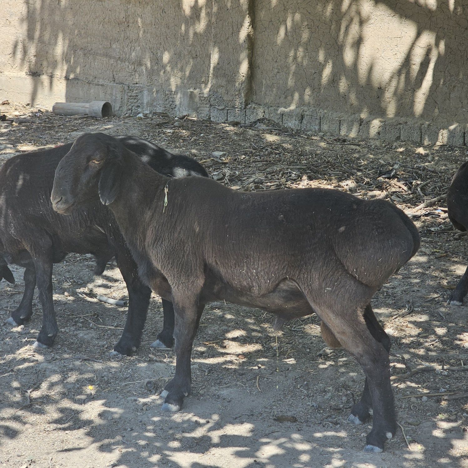 Zor semiz qoʻchqor