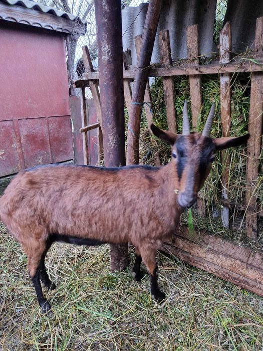 Caprita Alpina Franceza