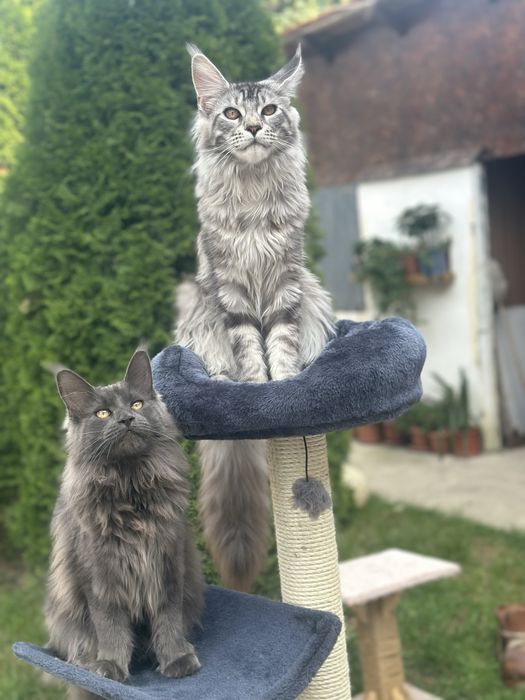 Felisa acreditata Maine Coon - Pedigree