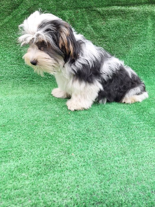 Бийвър йоркширски териер