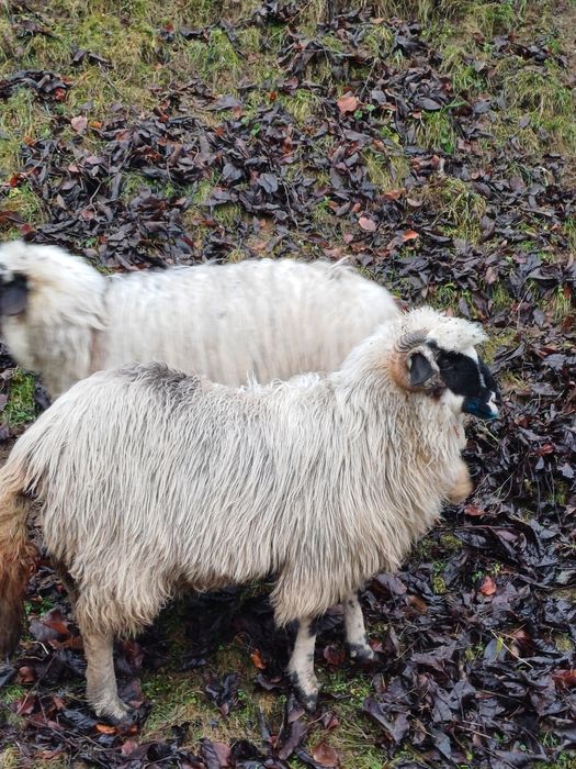 Vând 3 miele din oi bune