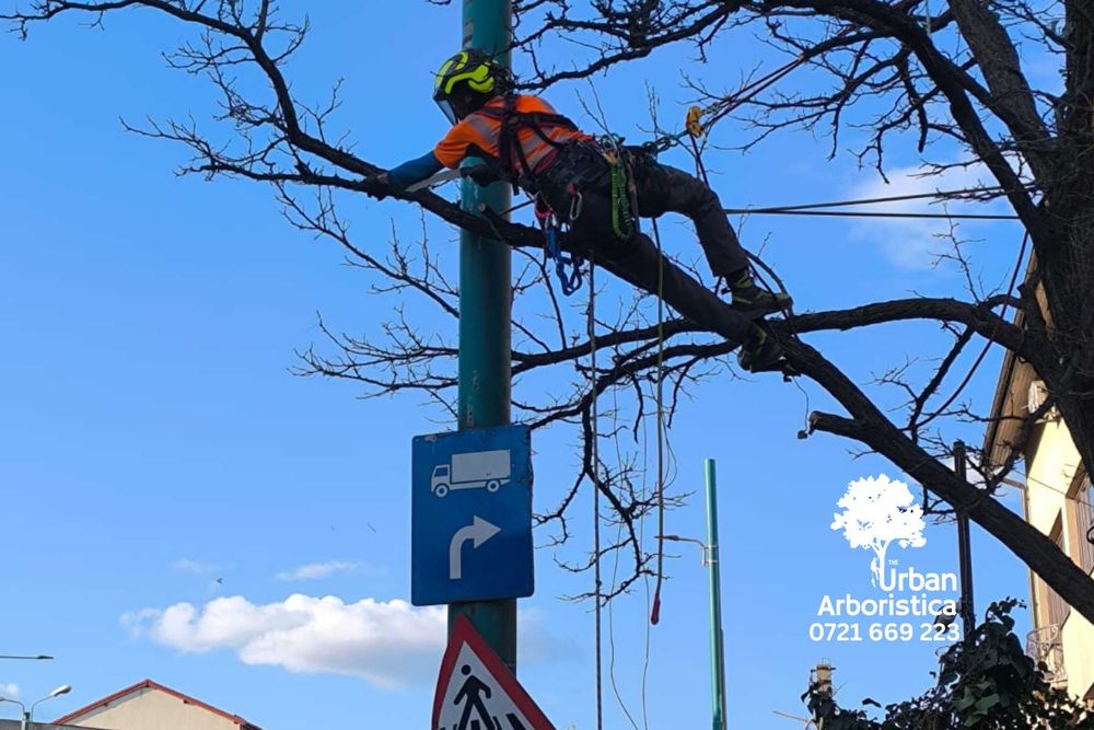 Toaletare Taiere Copaci Pomi Sibiu - Servicii Firma Alpinist Arborist