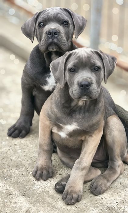 Femelă Cane Corso, GRI -Bej, cu Pedigree A