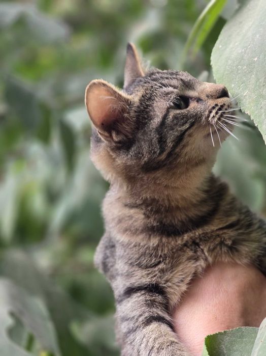 Малыш ищет семью!