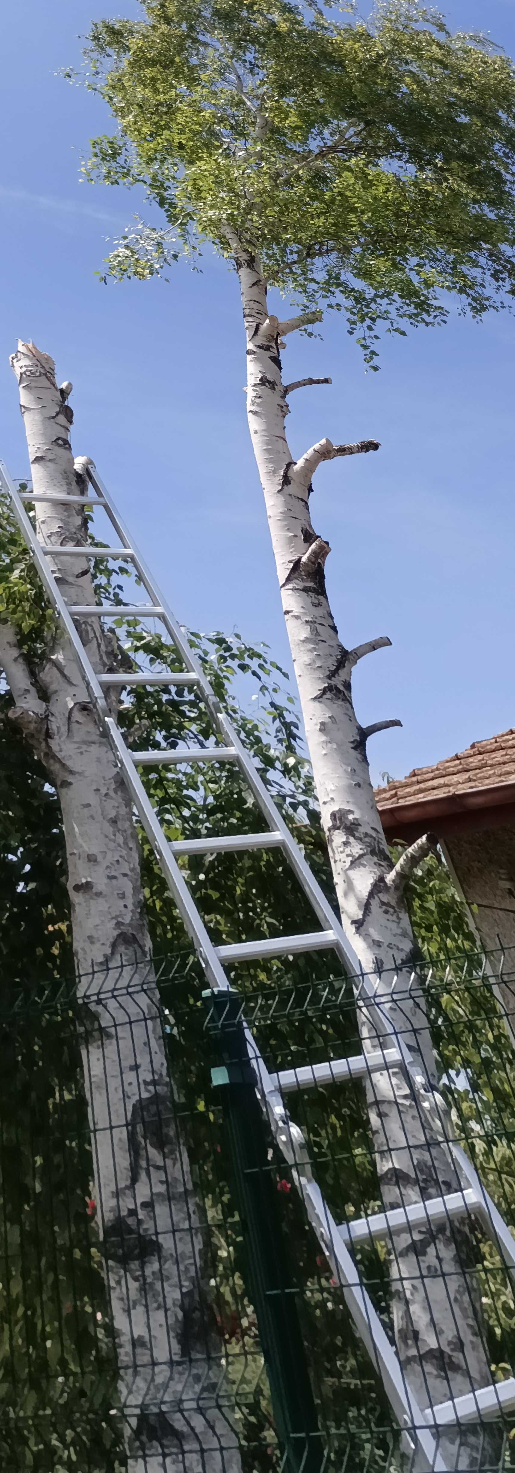 храсти и опасни дървета