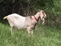 Capră Boer de vanzare