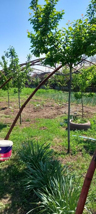 Vând solar dimensiune 40m