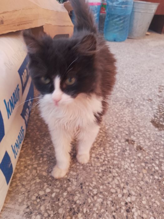 Подарявам котета