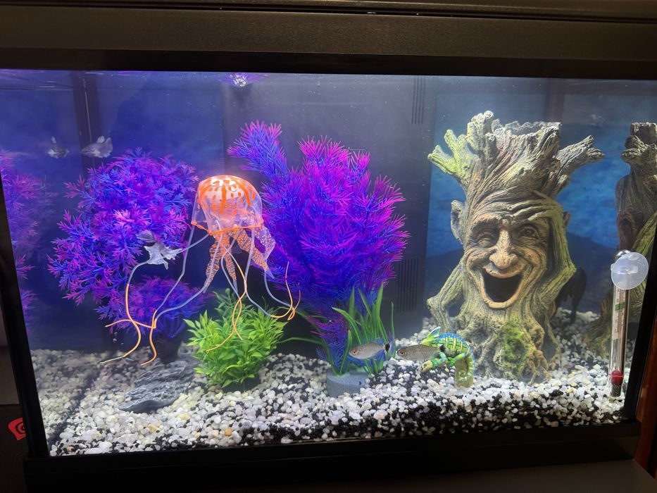 Аквариум напълно оборудван