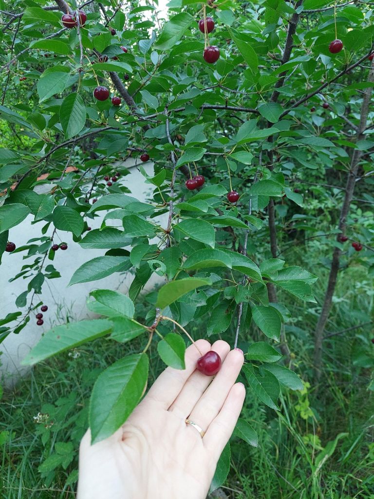 Продава се Къща в София, Красна поляна 1 - 48 кв.м за 834 €/кв.м - Снимка #19