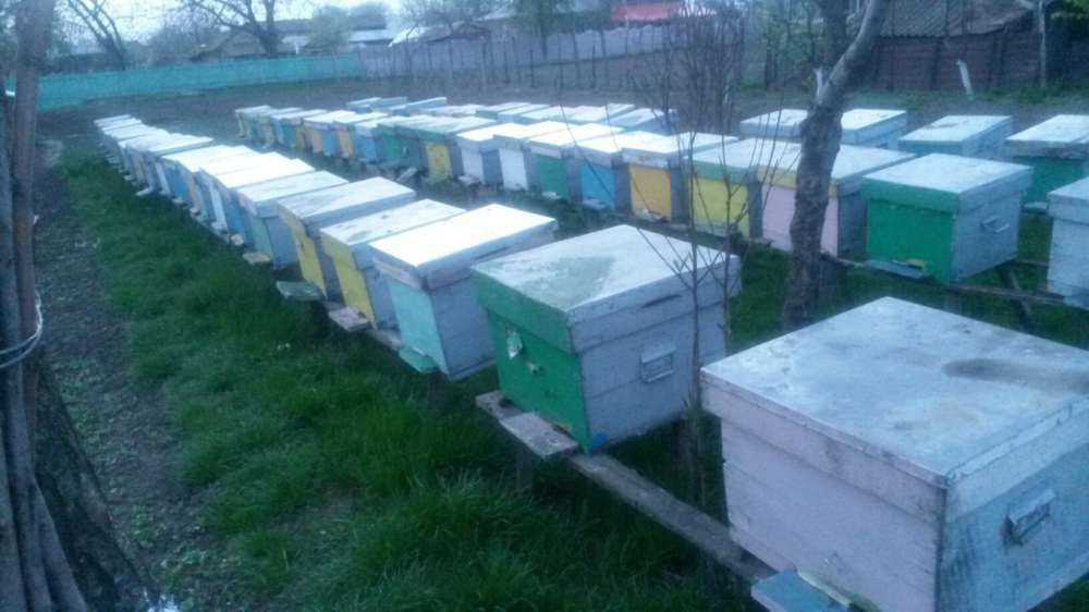 vand miere de albine